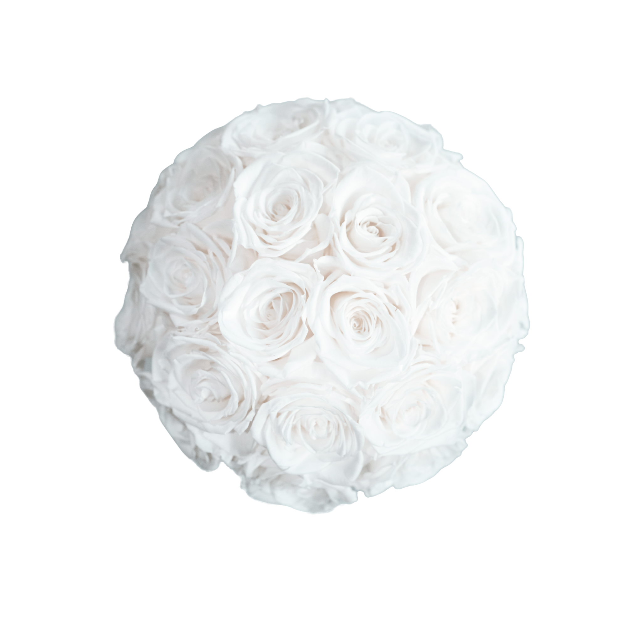 Large Superdome Black Box White Forever  Roses flat lay overhead view.